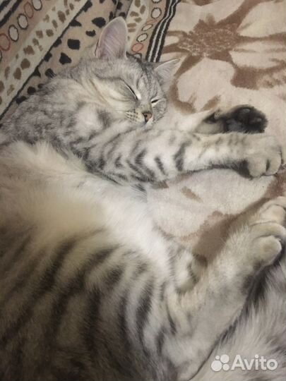 Кот британская шиншила