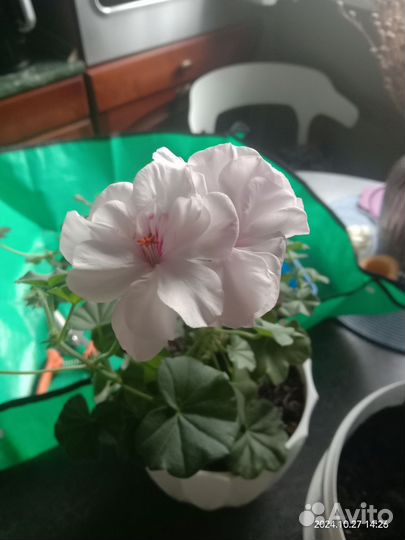 Пеларгония белая