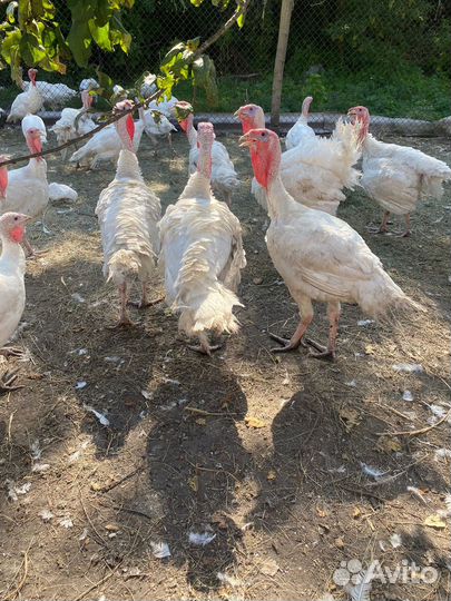 Индюки биг 6