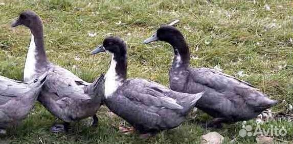 Инкубационное яйцо