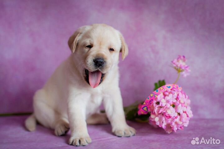 Щенки лабрадора