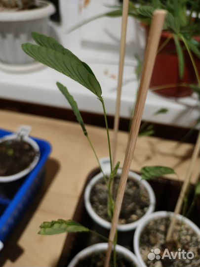 Мимоза стыдливая