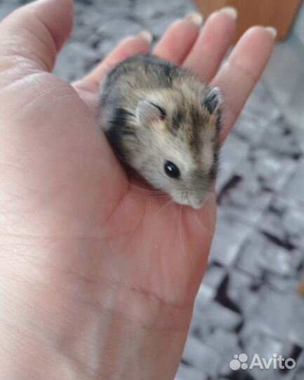 Джунгарский хомяк