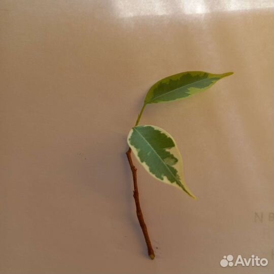 Фикус бенджамина вариегантный