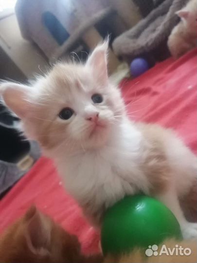 Котята мейн-кун полидакт