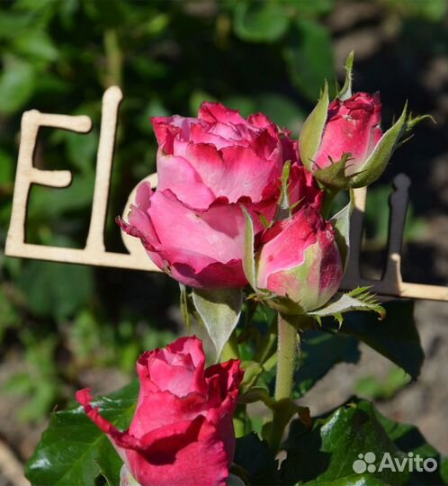 Роза чайная Биг Пёрпл