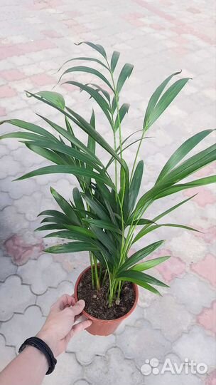 Пальма Арека / Дипсис / Хризалидокарпус