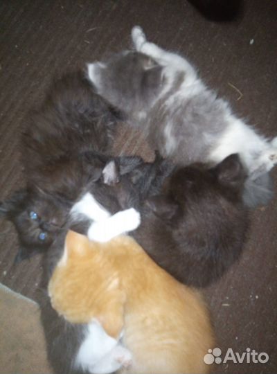 Котята отдам даром