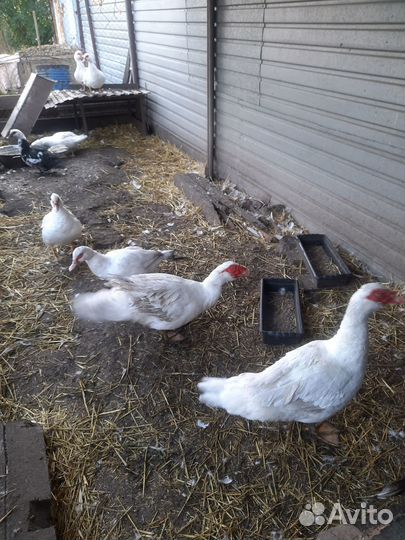 Семья индоуток