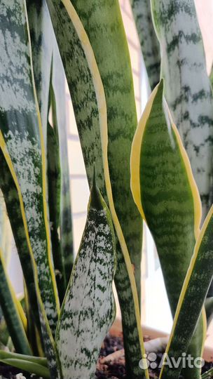 Сансевиерия