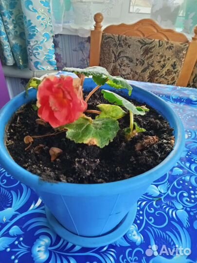 Комнатные растения отростки