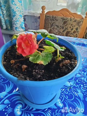 Комнатные растения отростки