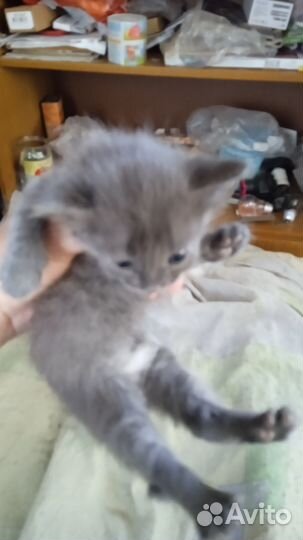 Котенок мальчик