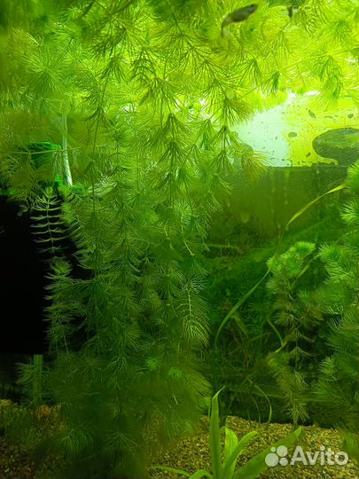 Роголистник в аквариум