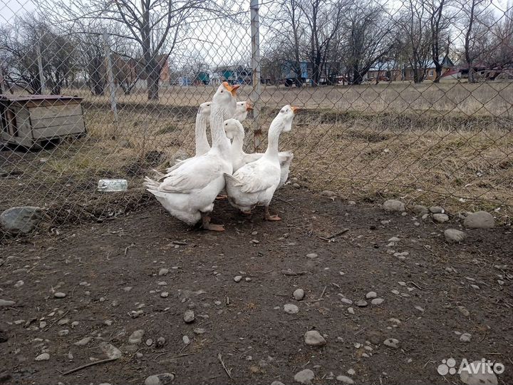 Продаются гуси Холмогоры и линда