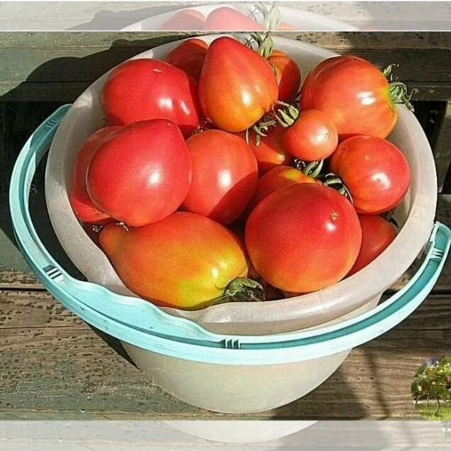 Помидоры домашние вкусные