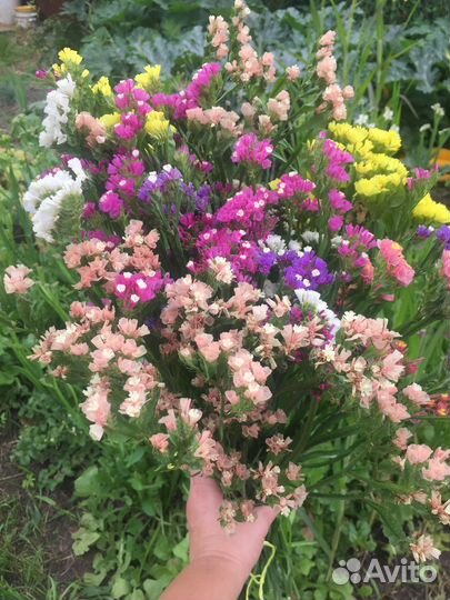 Статица сухоцвет