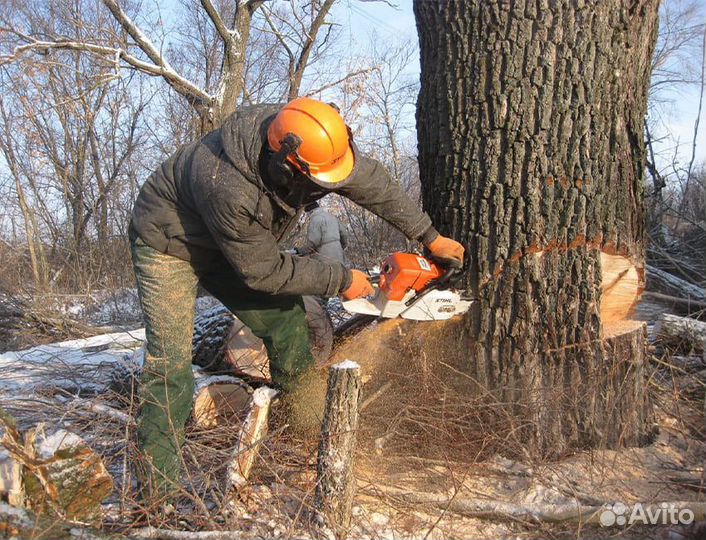 Спил деревьев. Распил деревьев
