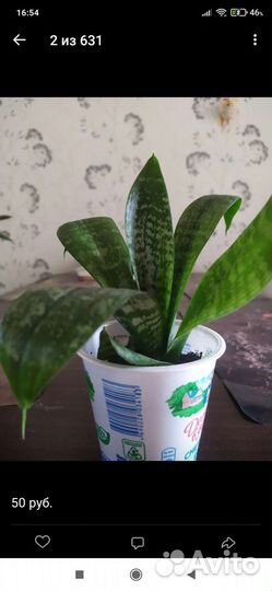 Комнатные цветы