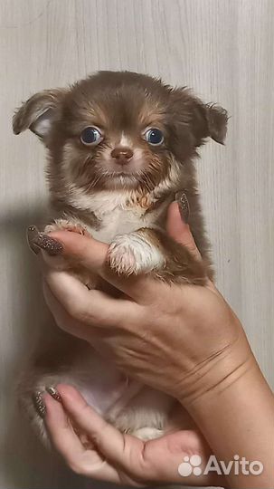 Щенки чихуахуа