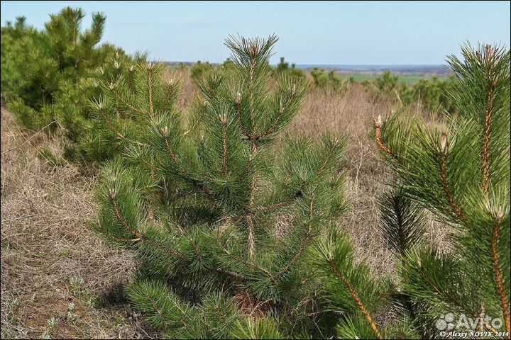 Сосна обыкновенная с доставкой
