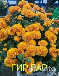 Хризантемы мультифлора