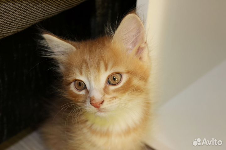 Рыжий котик