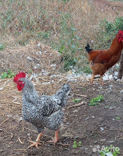 Молодые петушки Кучинская юбилейная, Гриз бар