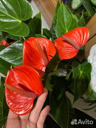 Антуриум pure orange