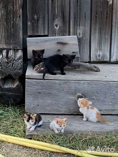 Котята в добрые руки