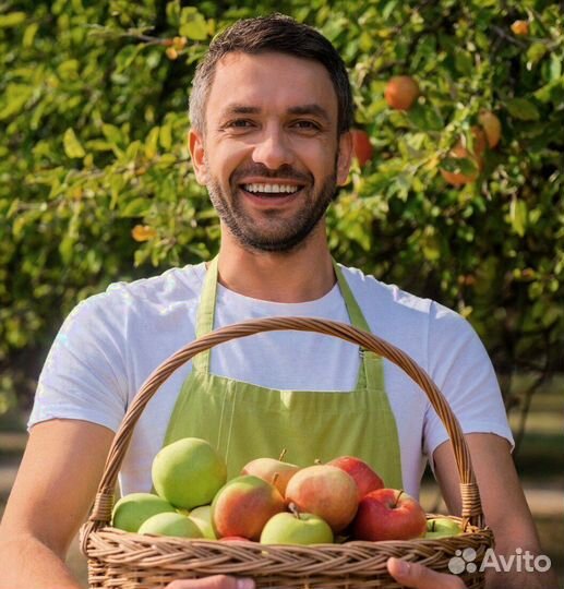 Работник по сборке яблок в саду. Вахта