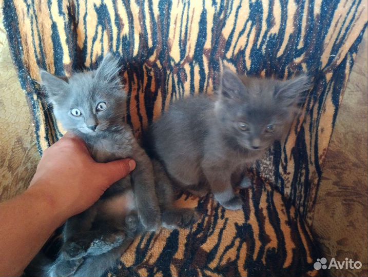 Серенькие, похожи на Русскую голубую