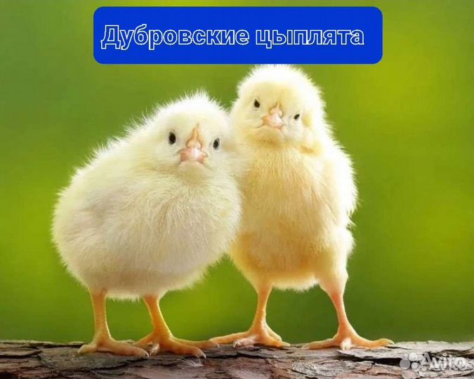 Цыплята бройлеры Кобб 500