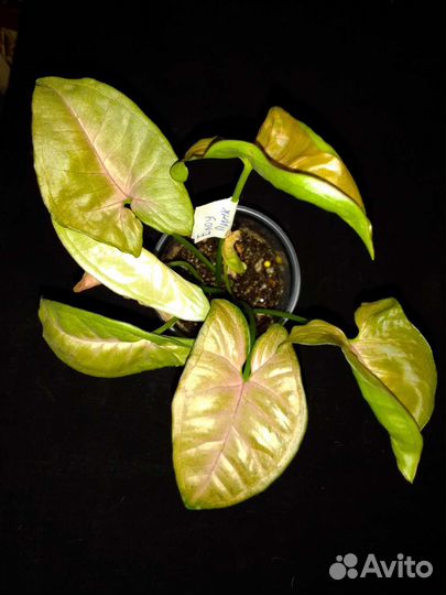 Сингониумы 2