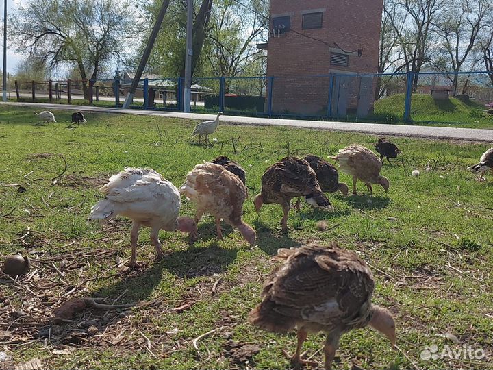Молодые индюки и индюшки