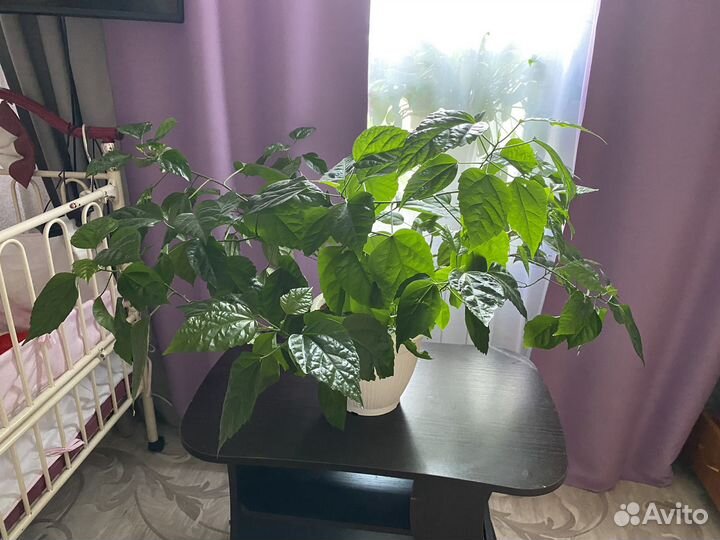Комнатные цветы