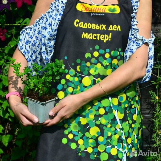 Барбарис Тунберга Грин Орнамент (1 саженец в горш