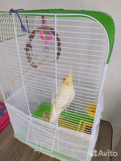 Попугай корелла мальчик