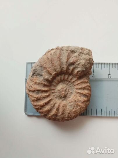 Окаменелости аммониты