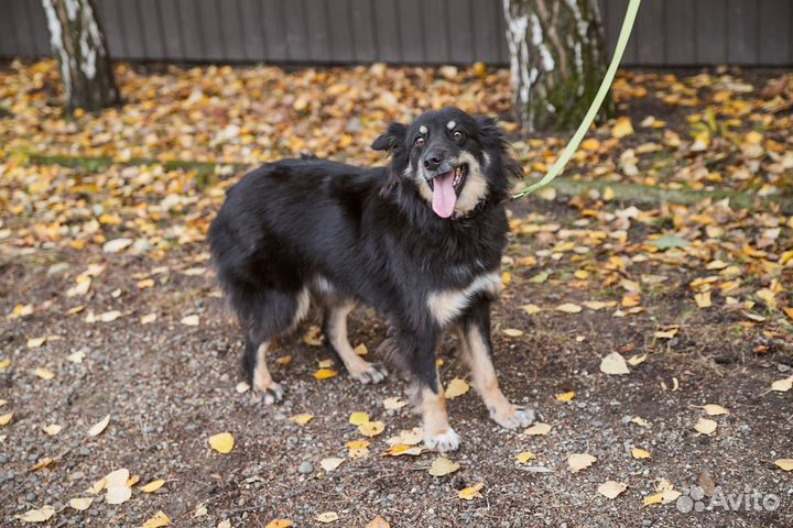 Милая Дара в добрые руки