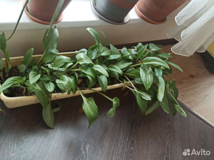 Юкка, пальма и другие