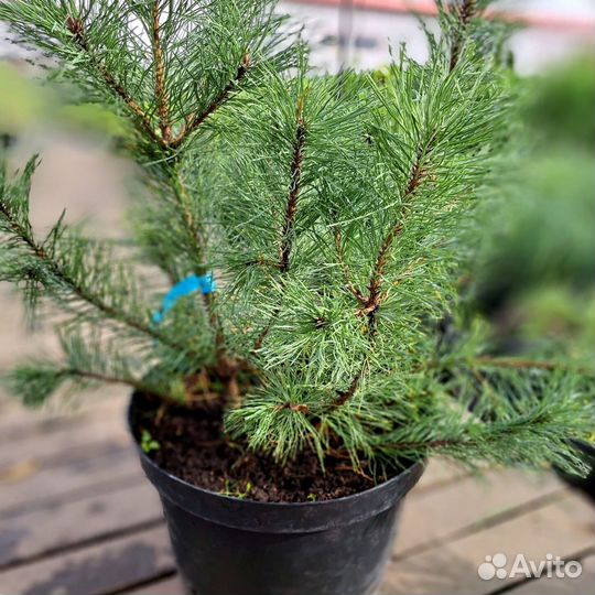 Сосна горная Мугус (С20)