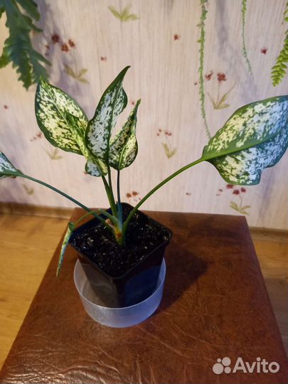 Аглаонема 