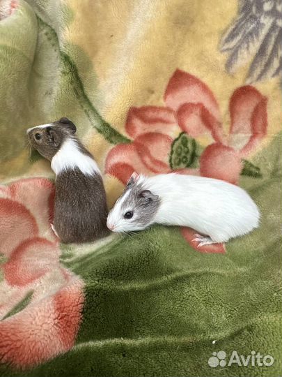 Морские свинки 2 месяца
