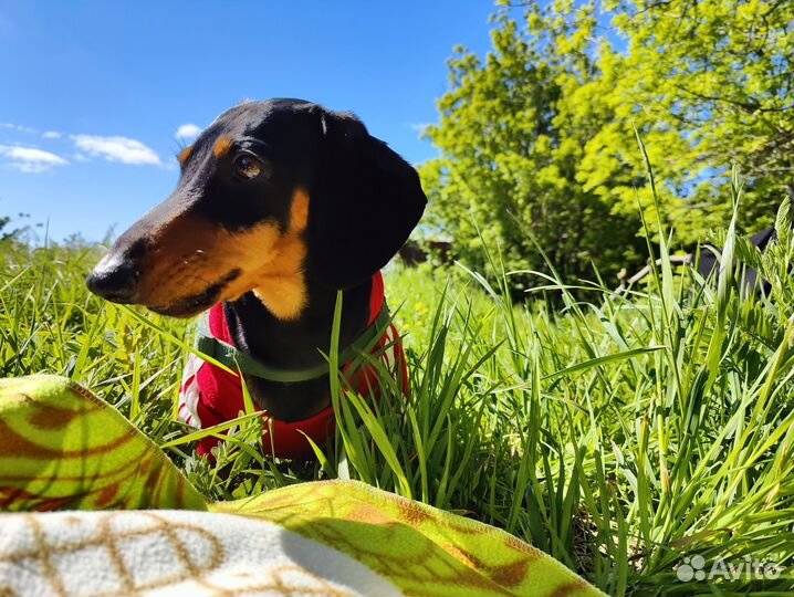 Кроличья такса вязка