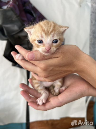 Кошка и котята
