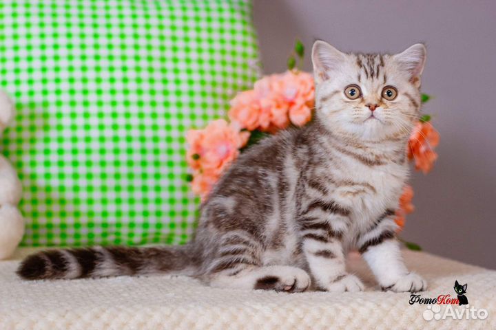 Британская девочка