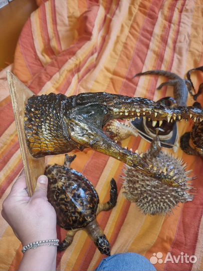 Чучело рыбы