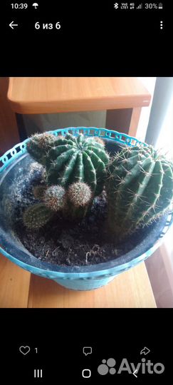 Отдам бесплатно комнатные цветы