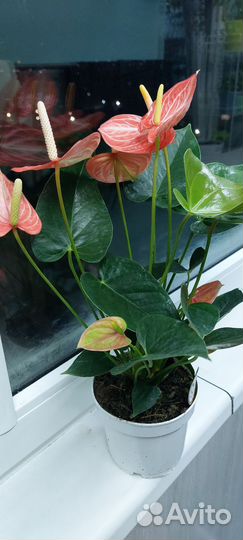 Антуриум ливиум ред